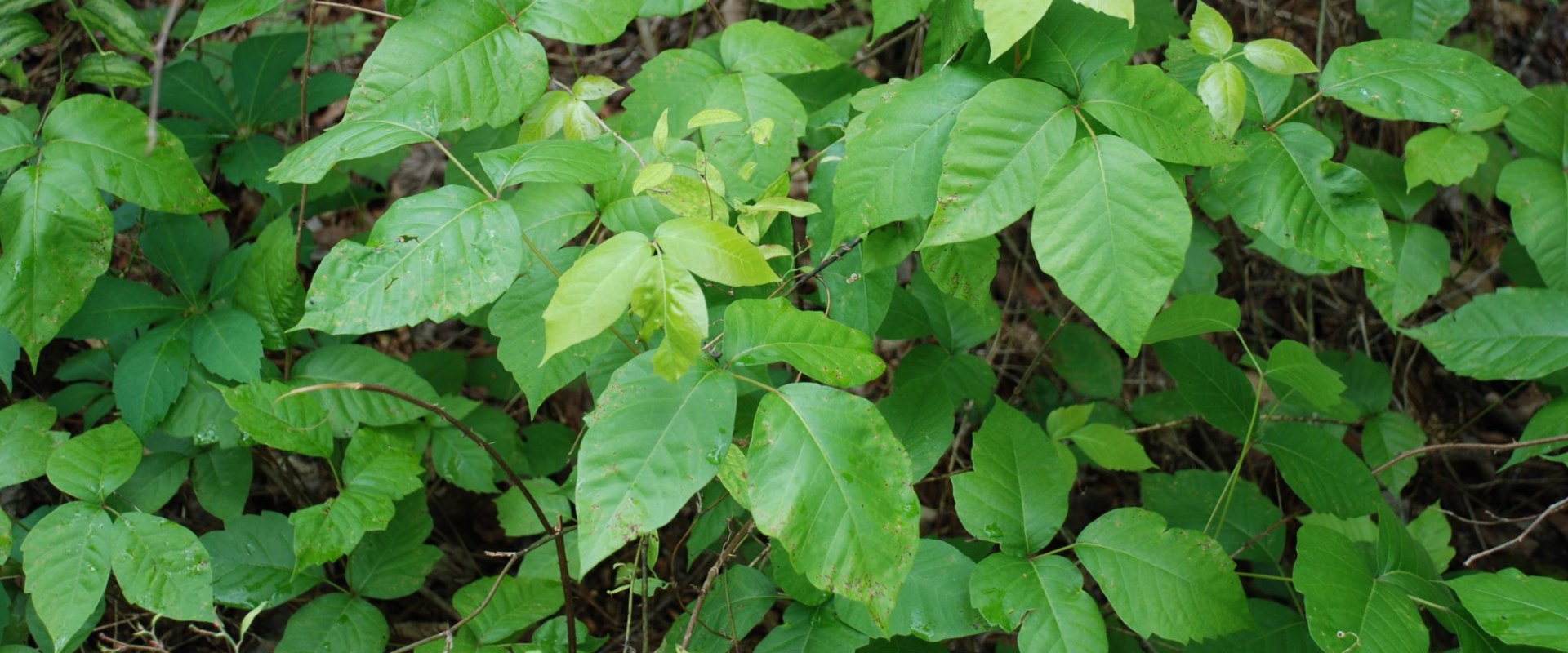 Where can poison ivy be found?